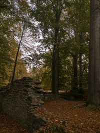 Trees growing in forest during autumn
