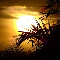 Palm trees at sunset