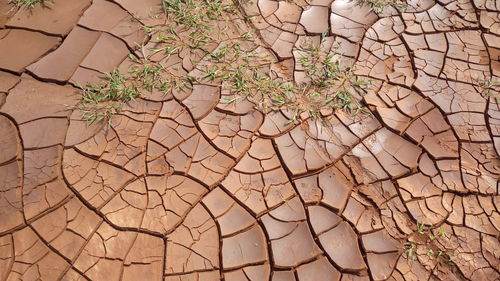 Full frame shot of cracked tree