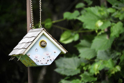 Close-up of a bird on wood