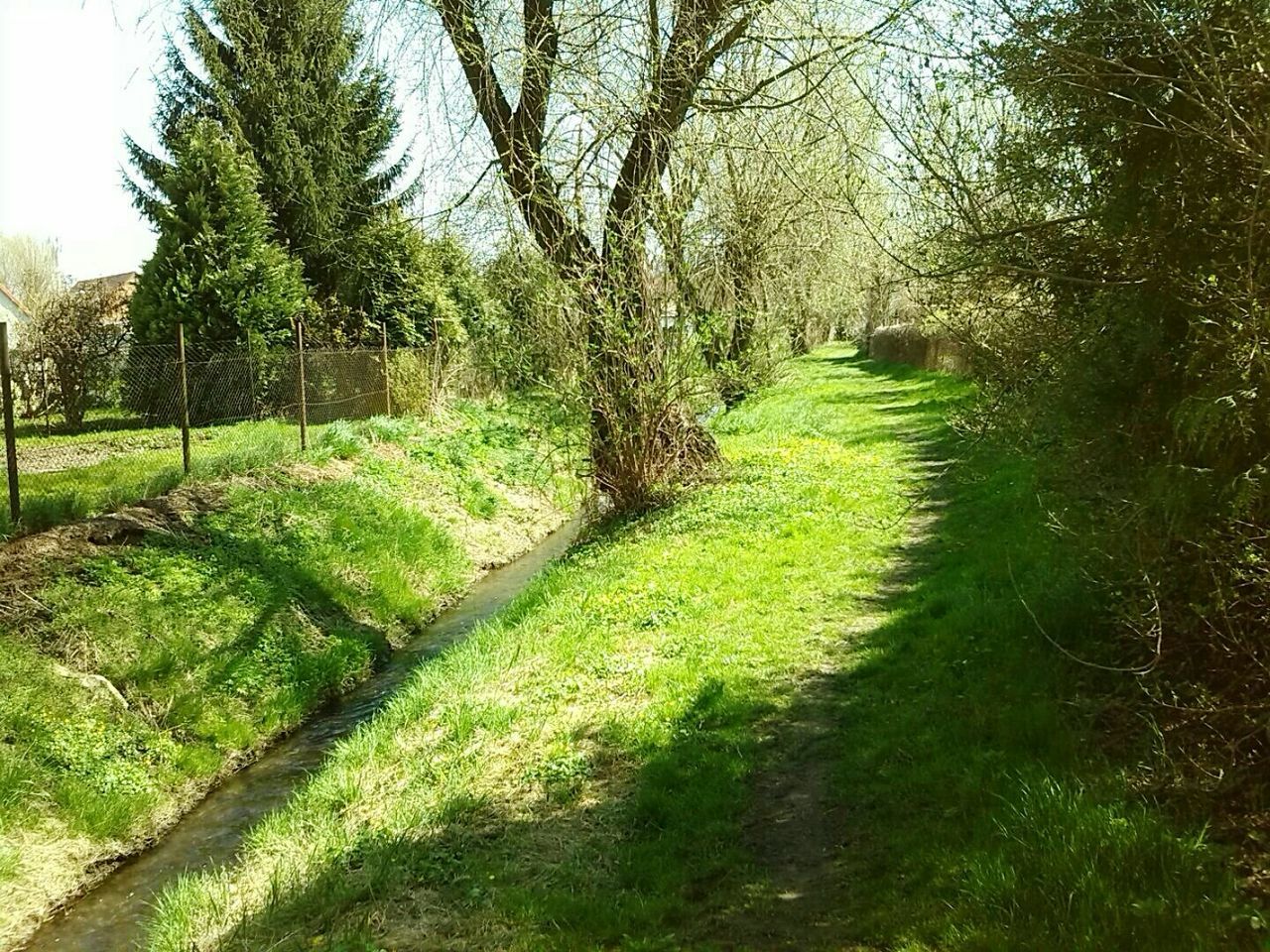 grass, tree, green color, growth, tranquility, tranquil scene, grassy, field, nature, landscape, beauty in nature, scenics, footpath, branch, tree trunk, shadow, plant, sunlight, day, sky