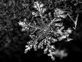 Close-up of frozen plant