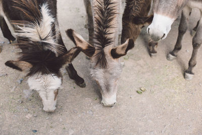 High angle view of donkeys on field