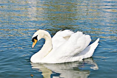 Swan swimming in lake
