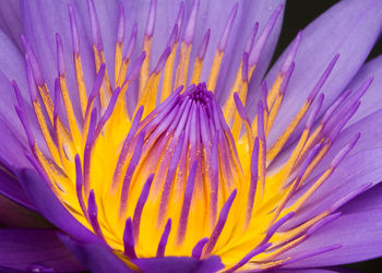 Close-up of purple flower