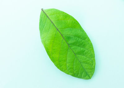 Close-up of leaf against white background