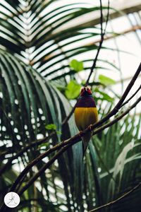 Close-up of bird perching on branch