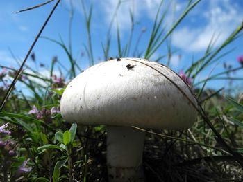 Close-up of mushroom growing against sky