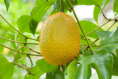 Close-up of fresh orange fruit on plant