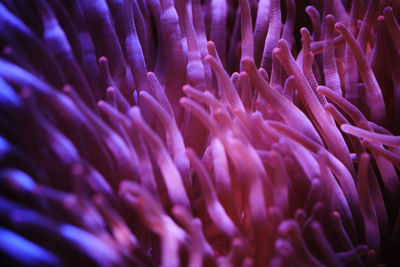 Close-up of coral in sea