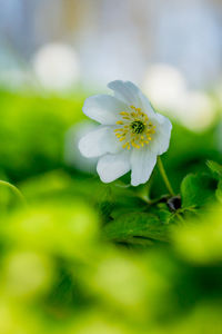 Close-up of white flowering plant