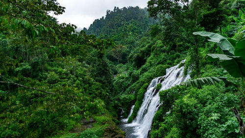 Scenic view of waterfall amidst trees in forest