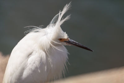 Close-up of egret against lake