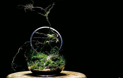 Close-up of potted plant on table against black background