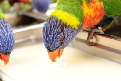 Close-up of parrot perching on leaf