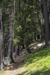 Trees in forest