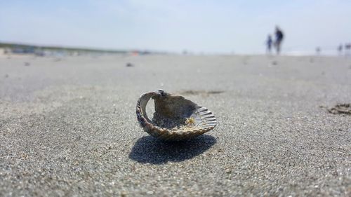 Close-up of shell on sand