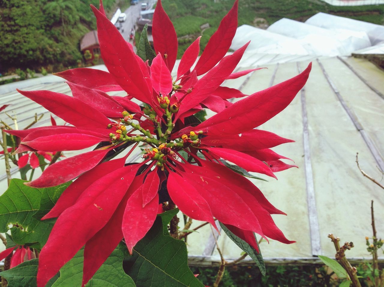 red, flower, freshness, petal, growth, beauty in nature, fragility, flower head, nature, close-up, plant, day, no people, single flower, leaf, pink color, pollen, outdoors, blooming, sunlight