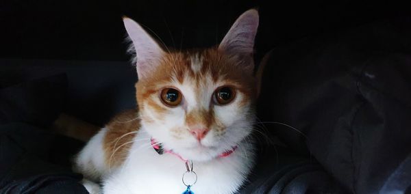 Close-up portrait of cat at home