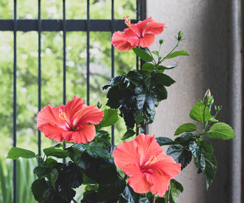 Close-up of pink hibiscus flower