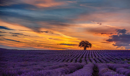 Sunset over a lavender field and a lone tree