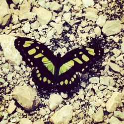 High angle view of butterfly on leaf