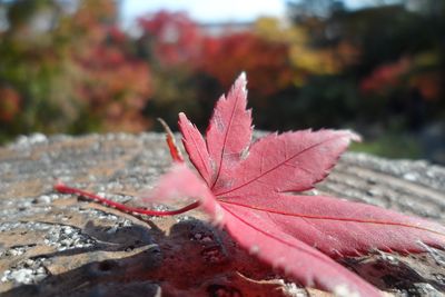 Close-up of dry maple leaves
