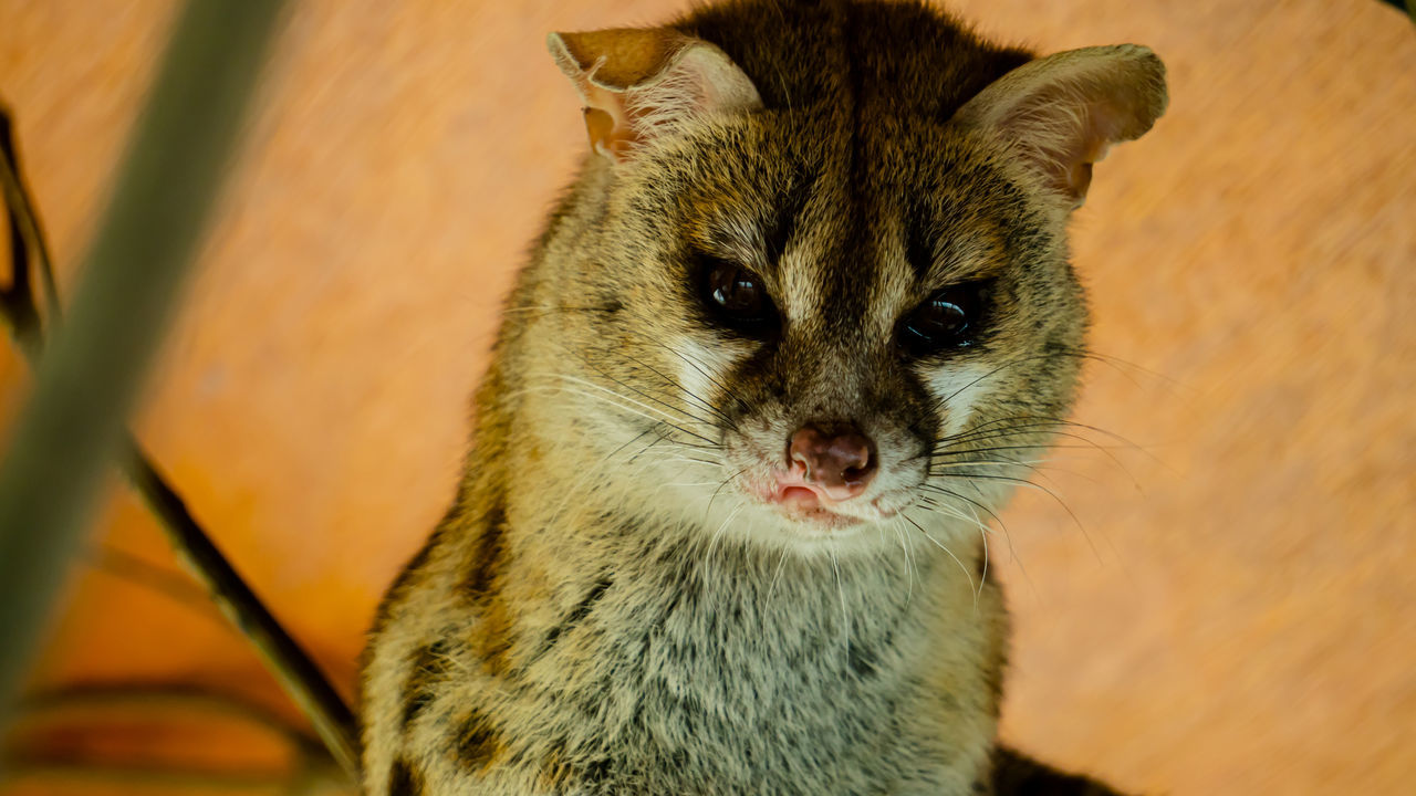 animal, animal themes, mammal, one animal, whiskers, cat, feline, close-up, pet, wild cat, wildlife, small to medium-sized cats, portrait, no people, domestic animals, animal wildlife, animal body part, looking at camera, carnivore, domestic cat, felidae, focus on foreground