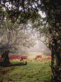 Sheep grazing in a field