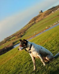 View of a dog on landscape