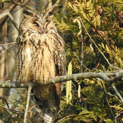 Close-up of owl perching on branch