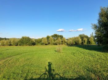 Scenic view of trees on field against sky