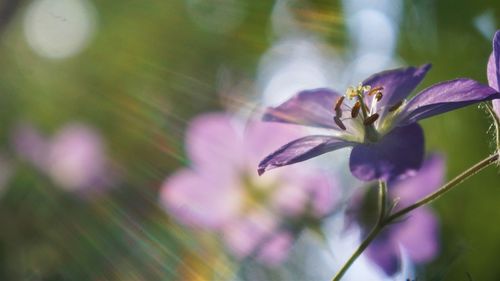 Close-up of purple flowering plant