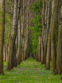 Beautiful tree alley in the woods