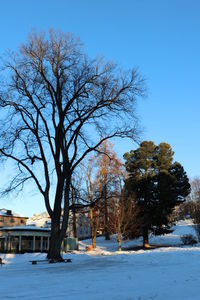 Trees on snow covered field against clear sky