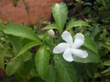 Close-up of white flowers