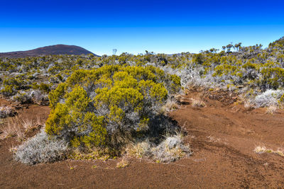 Scenic view of landscape against clear blue sky