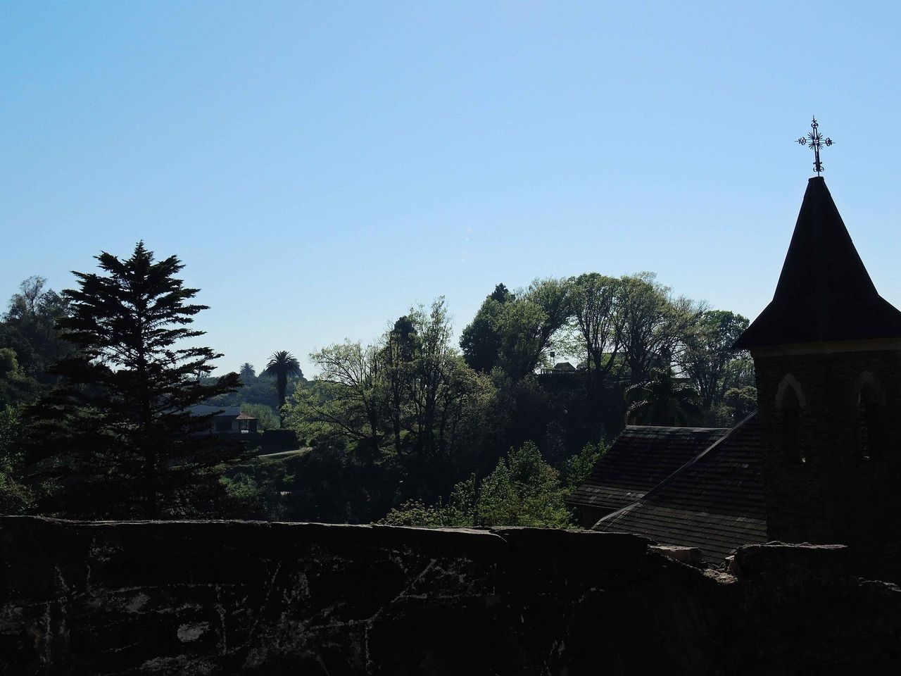 VIEW OF TREES AGAINST CLEAR SKY