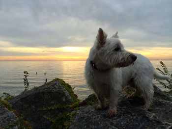 West highland white terrier standing on rock by sea against sky during sunset