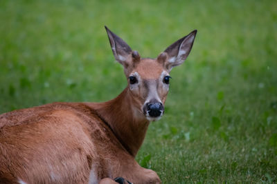 Portrait of horse on field
