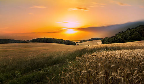 Scenic view of field against sky during sunset