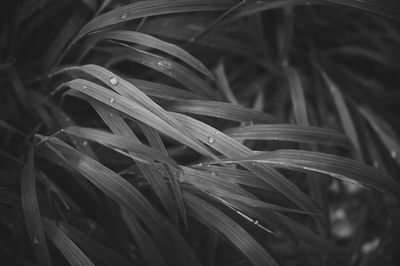 Full frame shot of plants