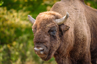 Bison in reservation