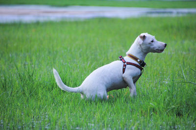 View of a dog on field