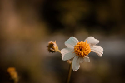 Close-up of white daisy flower