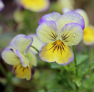 Close-up of wet pansies