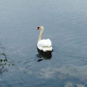 Swan swimming in lake