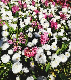 High angle view of flowering plants
