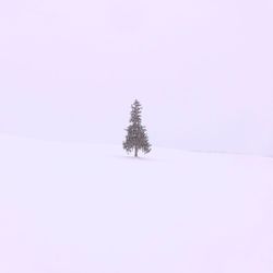 Tree on snow covered field against clear sky