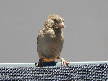 Close-up of sparrow perching in marbella, spain. 
